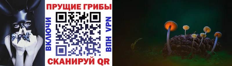 Галлюциногенные грибы Psilocybe  Ипатово 